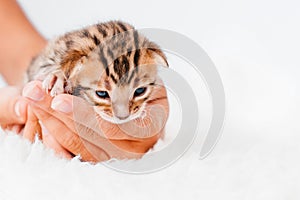 Two week old small newborn bengal kitten on a white background.A kitten in the hands of a girl. On the palms is a small