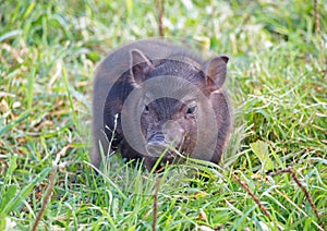 Two-week pigling Vietnamese is in a grass