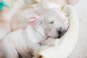 Two weeks old golden retriever puppy in the basket. Golden retriever baby girl with rose ribbon is sleeping