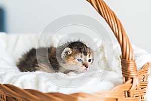 Two-weeks-old tricolor crossbreed kitten with barely opened blue eyes sit in pink wicker basket on white wool sweater