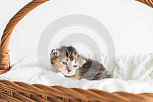Two-weeks-old tricolor crossbreed kitten with barely opened blue eyes sit in pink wicker basket on white wool sweater