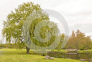 Two weeping willow trees at pond in Spring