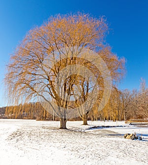 Two weeping willow trees at pond in winter snow