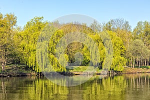 Two Weeping Willows