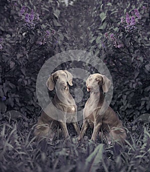 Two Weimaraner dogs with lilac bushes