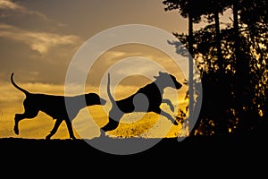 Two Weimaraner dogs in nature - back lit silhouettes