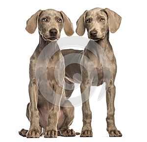 Two Weimaraner puppies, 2,5 months old, sitting and standing