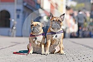 Two well behaved French Bulldogs sitting in city street on sunny day