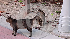 Two well-fed, brown cats leisurely stroll down Walking Street in Miami Beach. Florida,