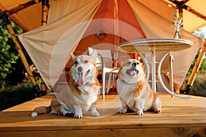 Two Welsh Corgi Pembroke Dogs have rest on background of cozy glamping on summer day during vacation