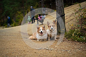 Two Welsh Corgi Pembroke dogs sit tied up waiting for their owner