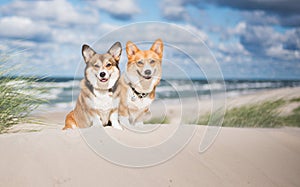 Two welsh corgi pembroke dogs sitting next to each other on the beach at the seaside, very happy during vacations