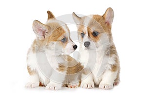 Two Welsh Corgi Pembroke puppies isolated on white