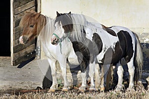 Two welsh ponies