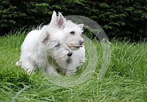 Dos Oeste tierras altas cachorros 