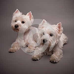 Two West Highland Terriers