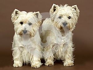 Two West Highland White terriers, 3 and half year