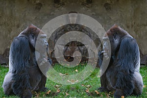 two western lowland gorilla sitting on green grass and eating