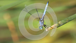 Two Western Pondhawk Dragonflies Close Up Vertical Video