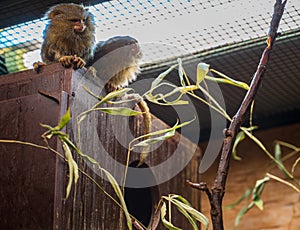 Two Western pygmy marmoset monkeys sit on the roof of their pet house