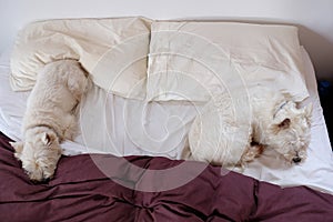 Two westie dogs sleeping on a messy bed