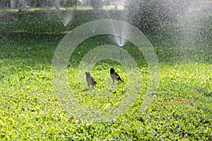 Two wet Afghan starlings walk on the green grass in the spray of a fountain