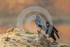 Two wet birds Rook Corvus frugilegus dry their feathers