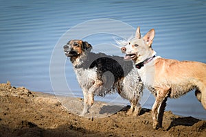 Two wet dogs are running on the sand.