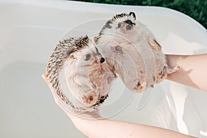 Two wet hedgehogs in hands on a bath background.African pygmy hedgehog bathes in a bath. process of washing a hedgehog.