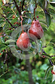 Two wet red pears on the branch with leaves photo