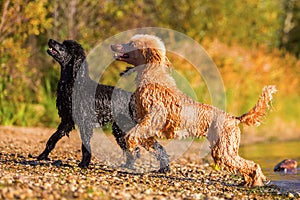 Two wet royal poodles at the beach