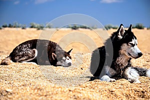 Two wet Siberian husky doze photo