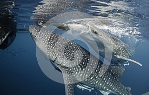 Two Whale Sharks