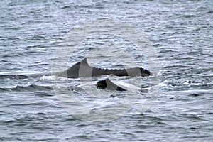 Two whales in the boundless Pacific Ocean.