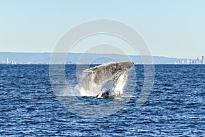 Two whales breaching together in the ocean.