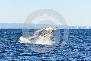 Two whales playing while breaching together in the ocean.