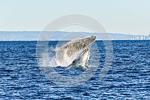 Two whales playing while breaching together in the ocean.