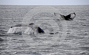 Two whales tails in ocean