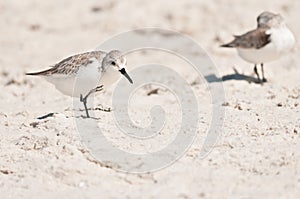 Two whimbrel, sea birds, scratching feathers on a sandy, tropical beach