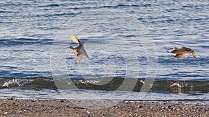 Two Whimbrels about to land on beach near water
