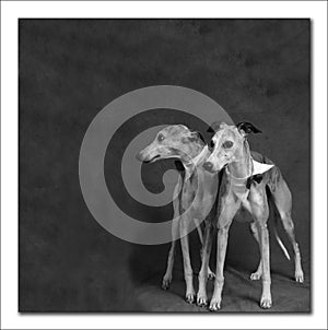Two Whippets