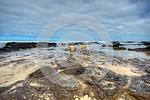 Two whippets on the beach
