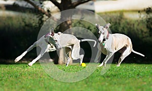 Two whippets chasing a ball