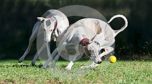 Two whippets chasing a ball