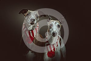 Two Whippets dressed up for Christmas. Studio shot