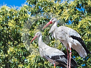 Two whit storks in the tree