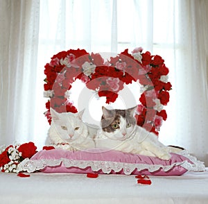 Two white adult cats laying on pillow with heart
