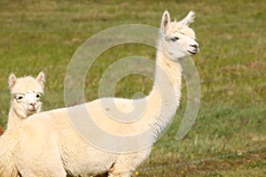 Two white alpacas