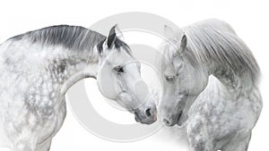Two White andalusian horse portrait