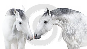 Two White andalusian horse portrait